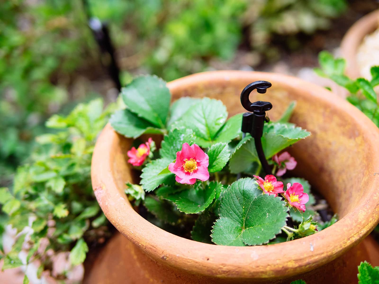 Close-up of pink strawberry flowers from a Tristan cultivar growing in a terracotta strawberry pot in a garden
