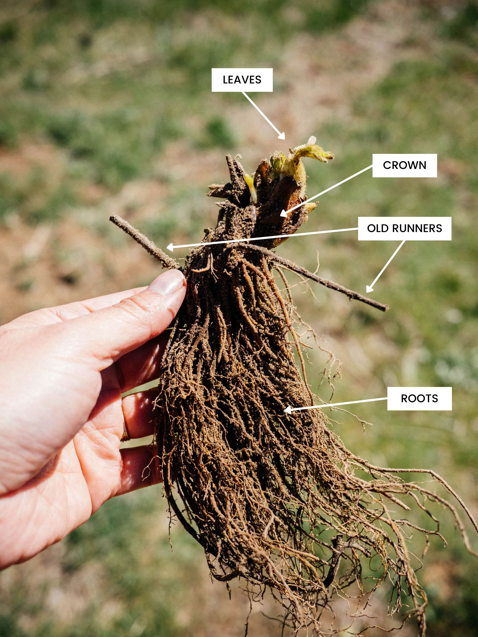 Diagram showing the different parts of a bare-root strawberry plant