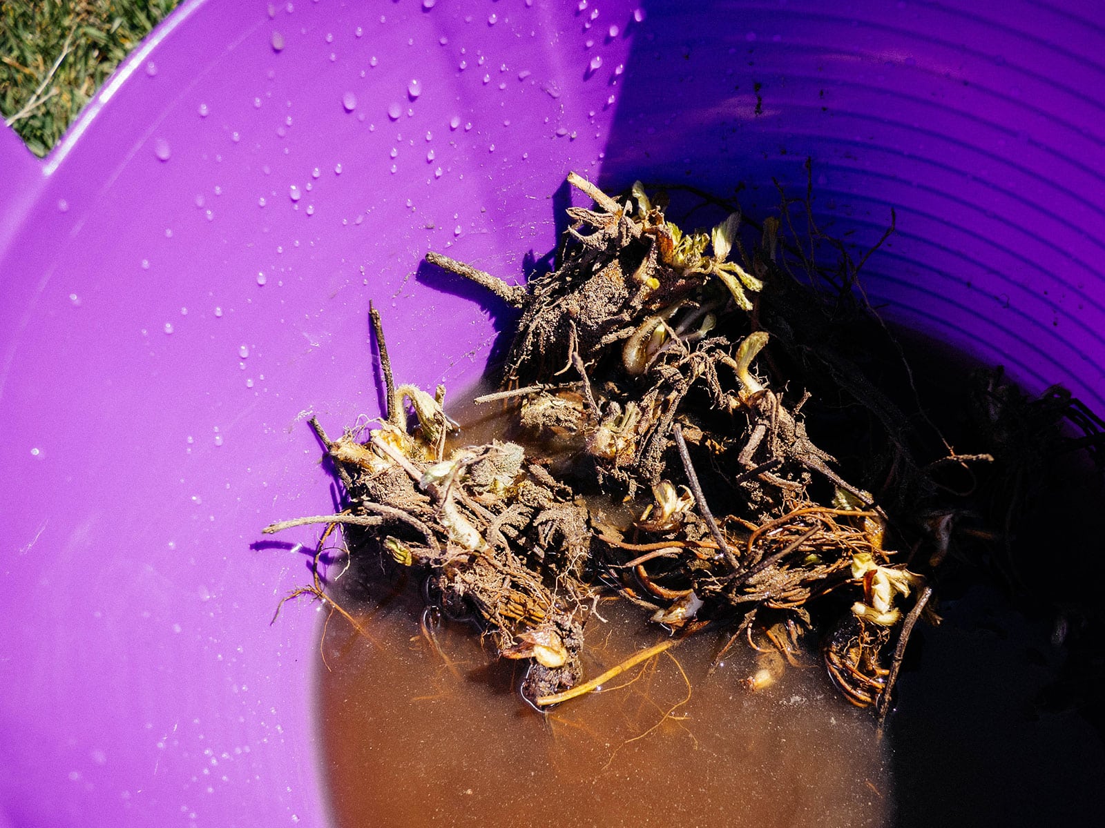 Strawberry bare roots soaking in a diluted kelp solution in a purple bucket