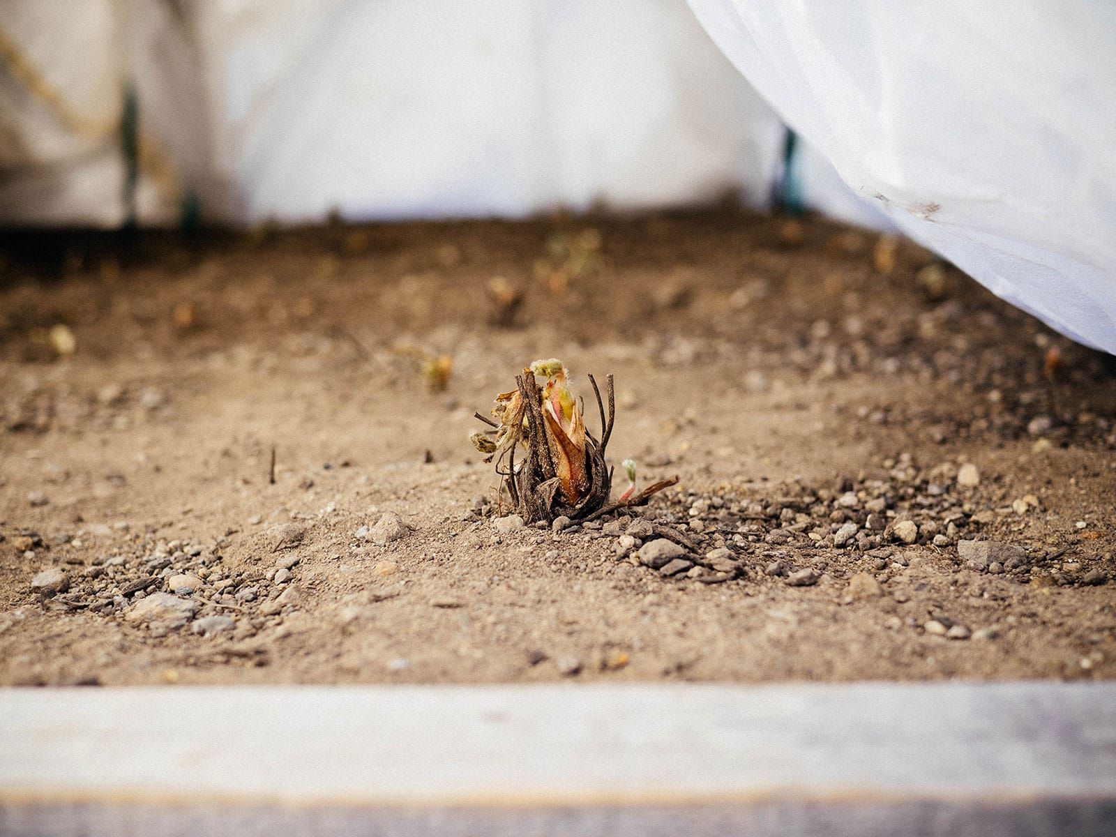 Close-up of a strawberry crown planted in gritty soil