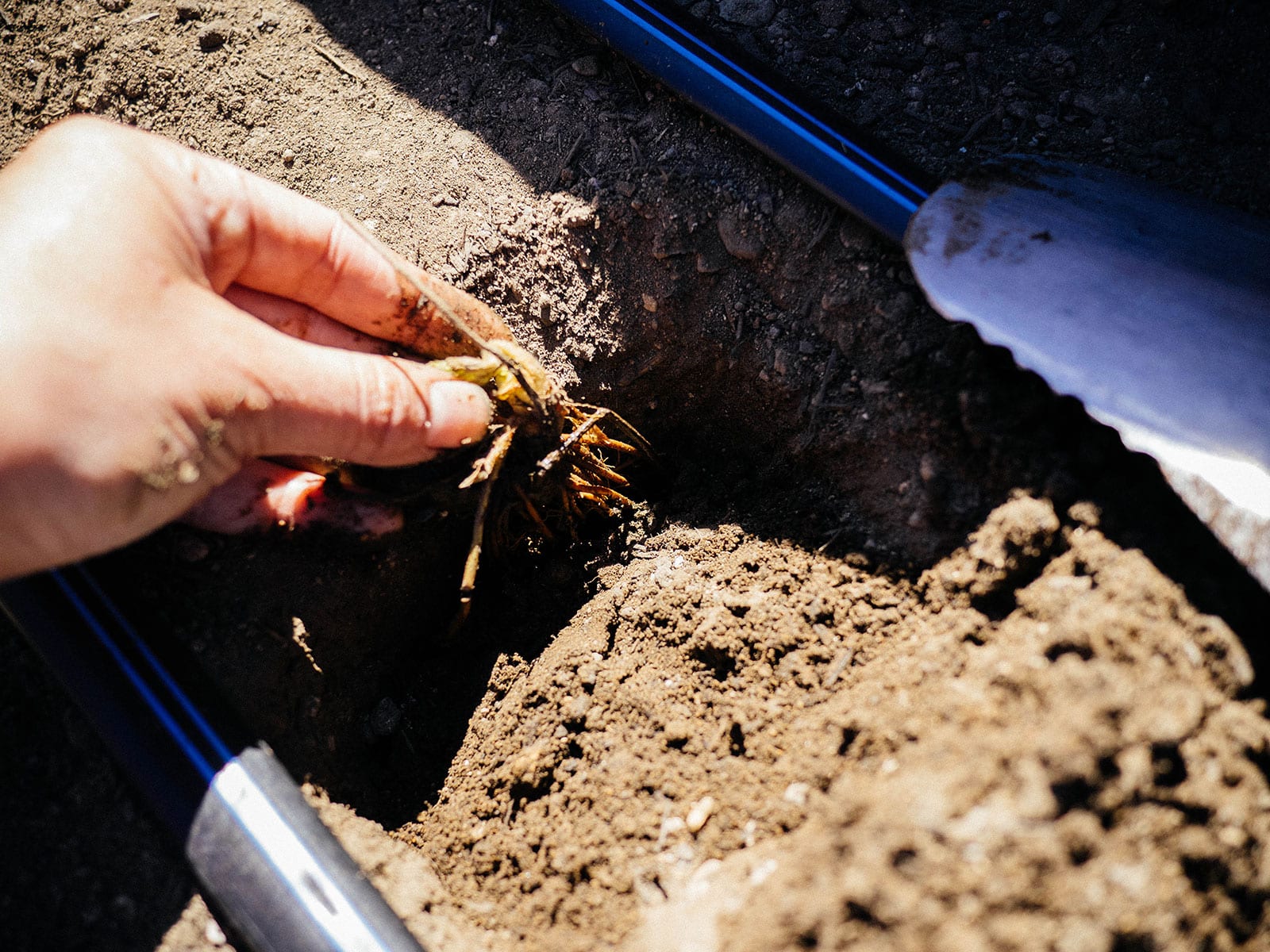 Hand holding the top of a strawberry crown being planted in soil
