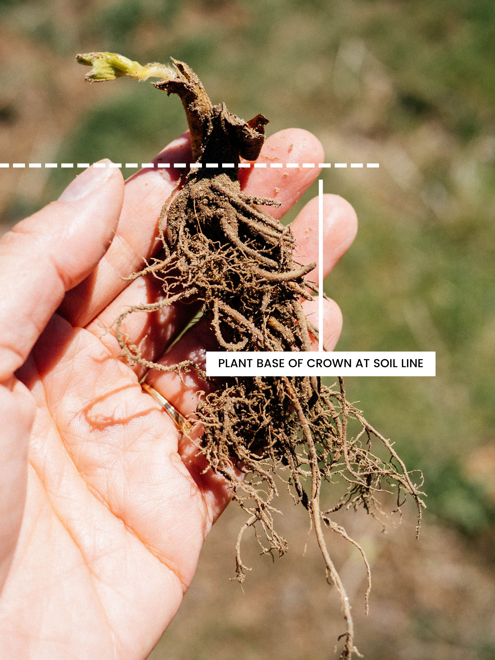 Diagram showing the soil line where a strawberry crown should be planted