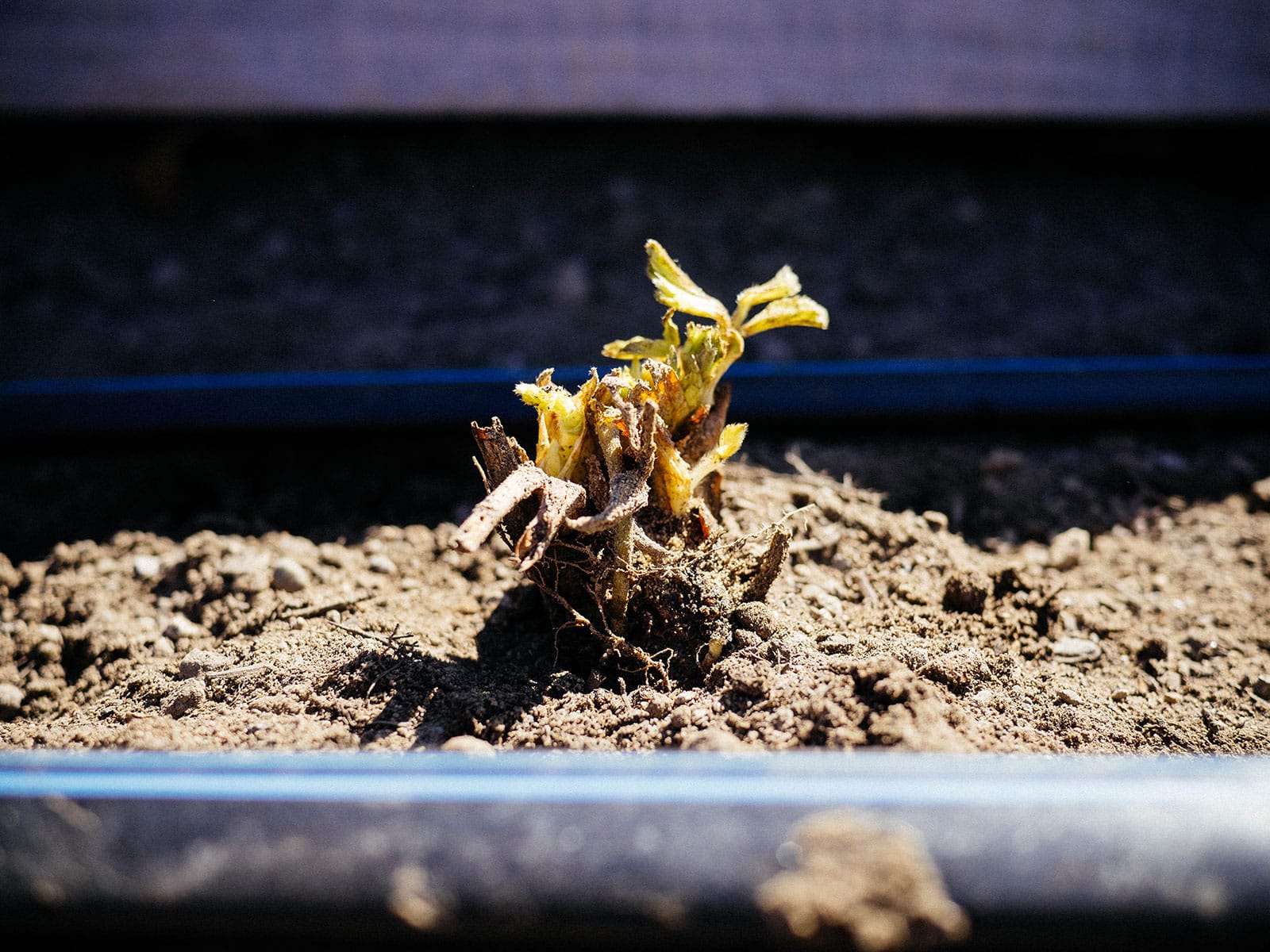 Newly planted strawberry crown in soil with drip tape in the foreground and background