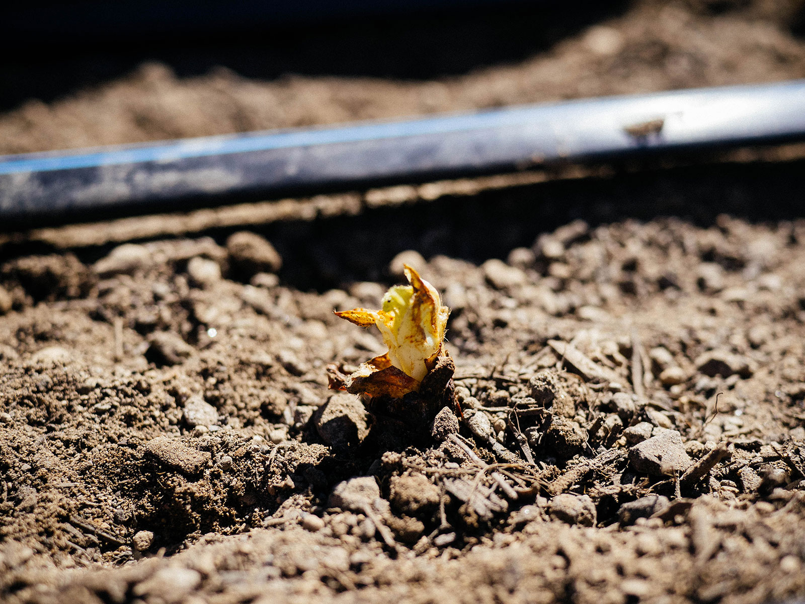 Newly planted strawberry crown in soil