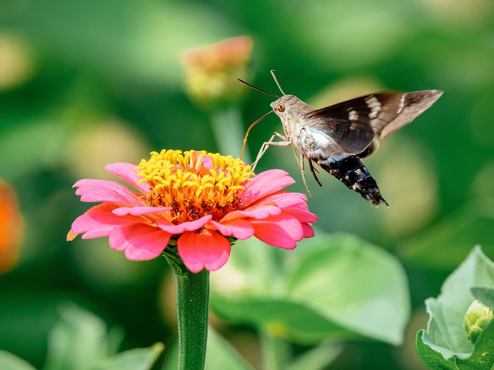 A hummingbird moth perched on a pink zinnia
