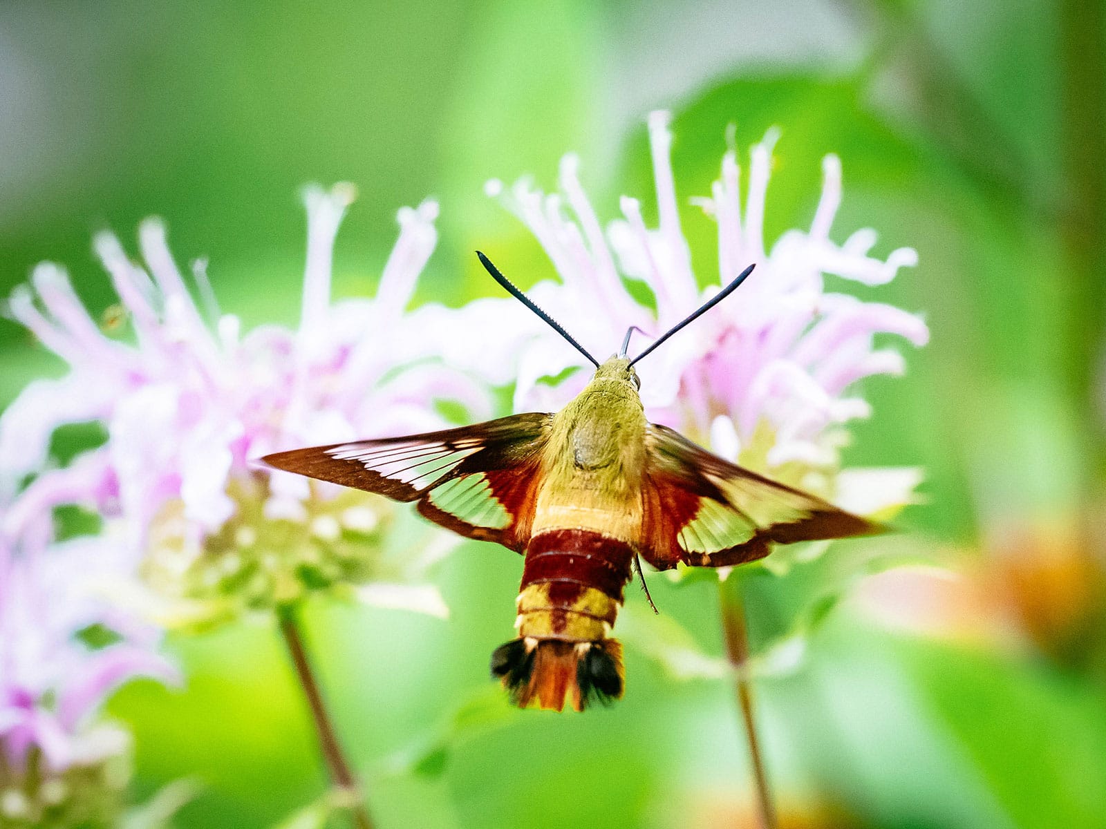 Hummingbird clearwing moth feeding on pale pink flowers