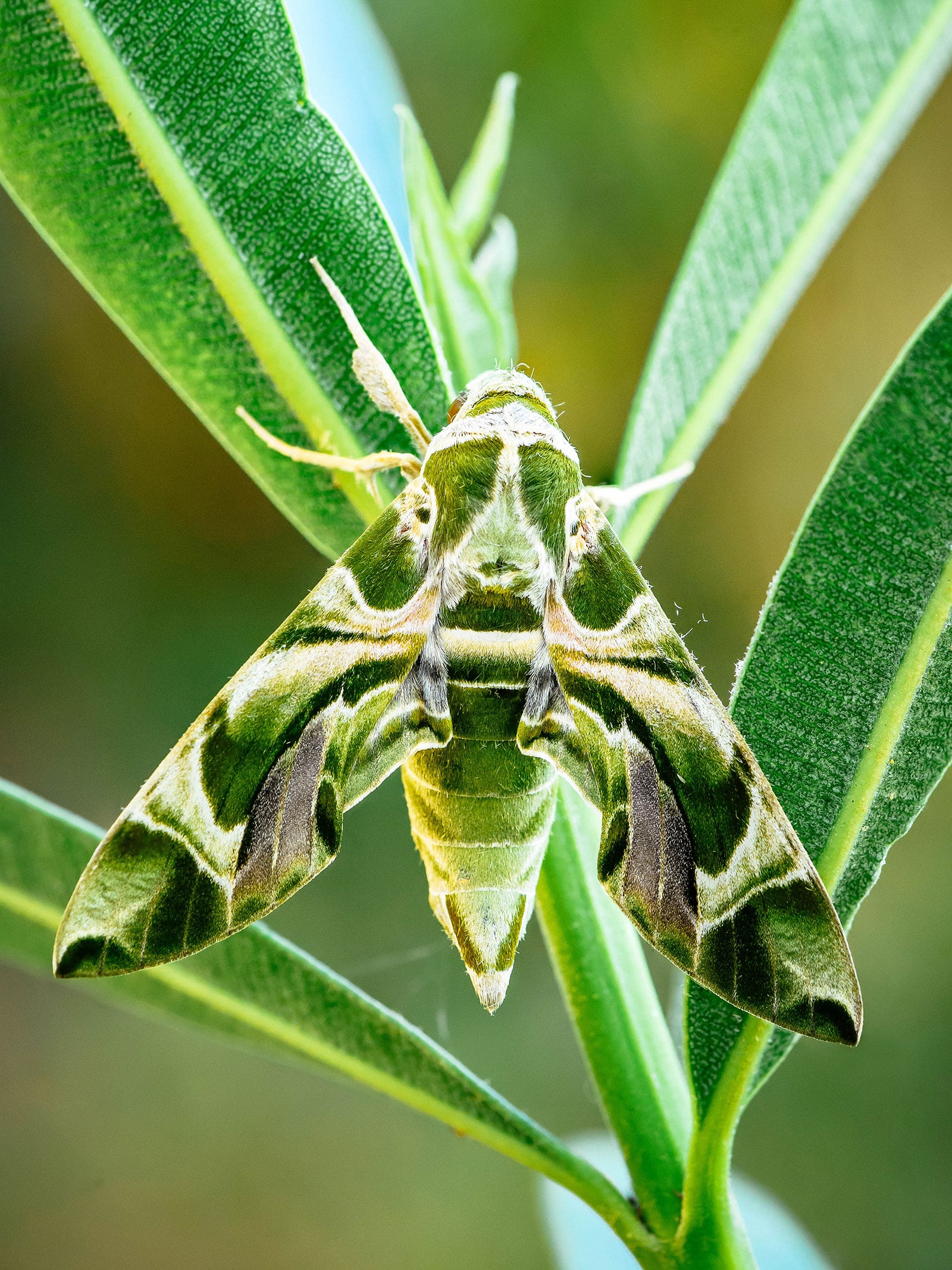 Oleander hawk moth sitting on an oleander stem