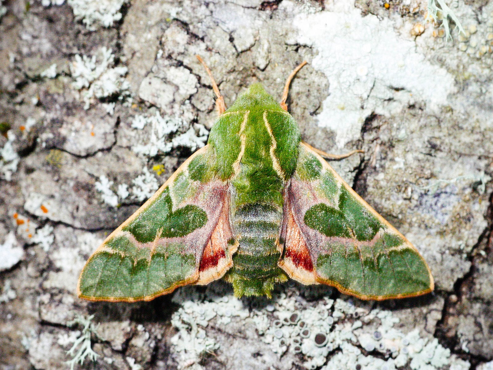 Pacific green sphinx moth resting on the side of a tree trunk covered in lichen