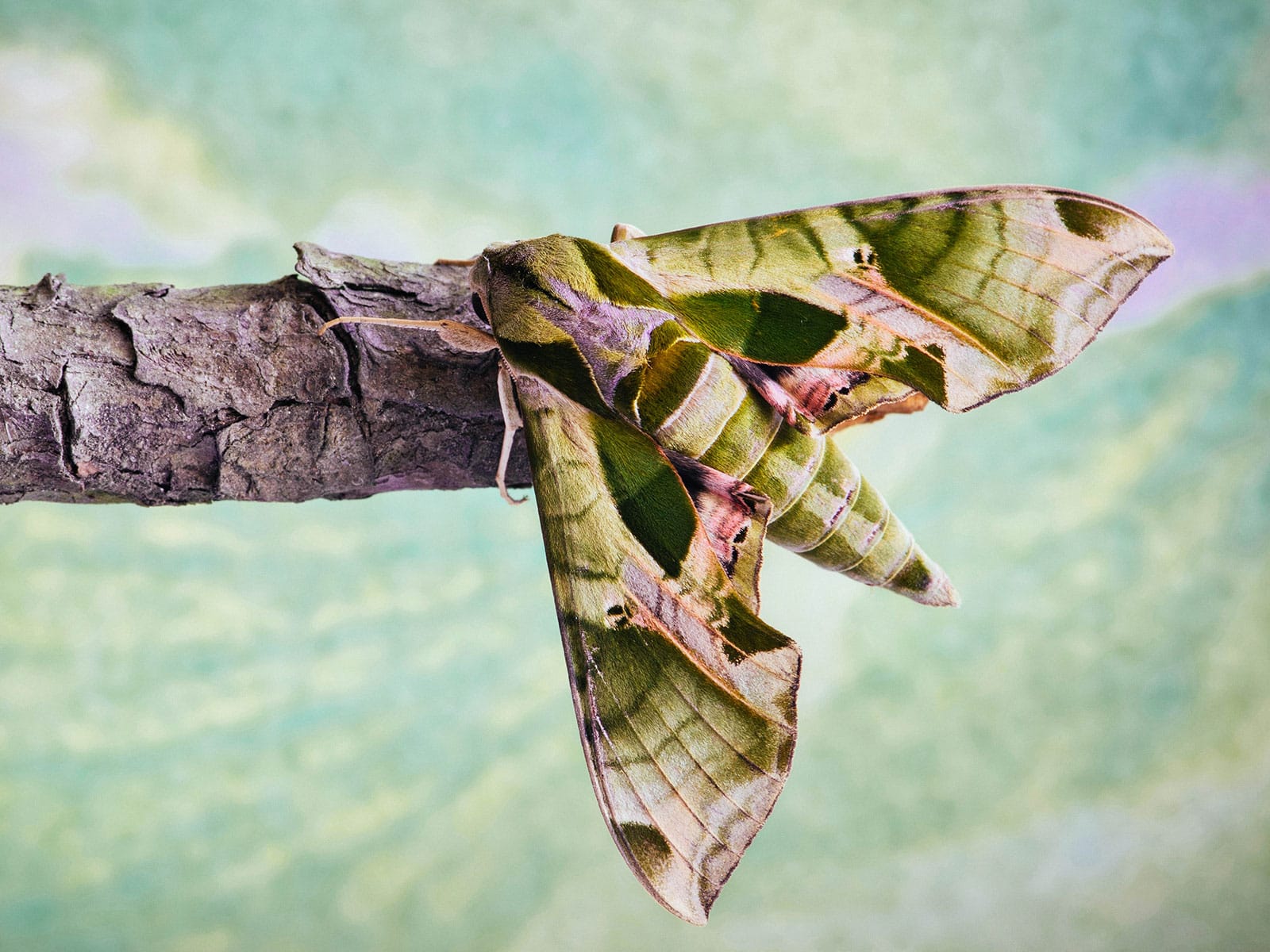 Pandora sphinx moth resting on the end of a bare branch