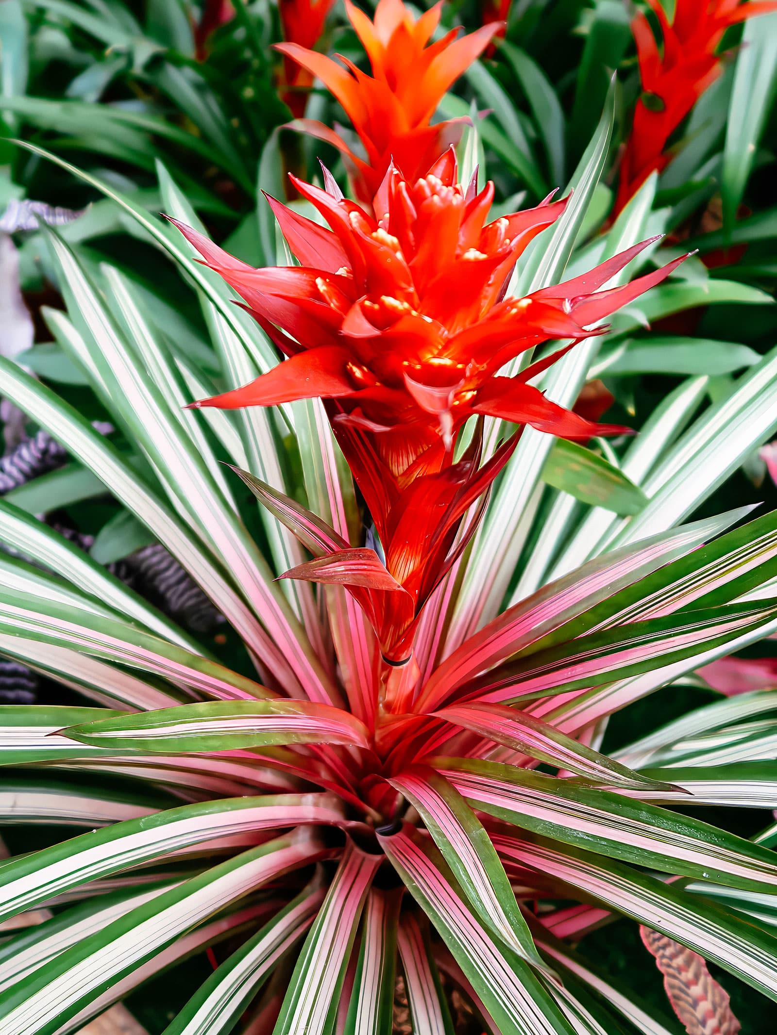 A variegated Guzmania bromeliad plant with a striking red flowerhead
