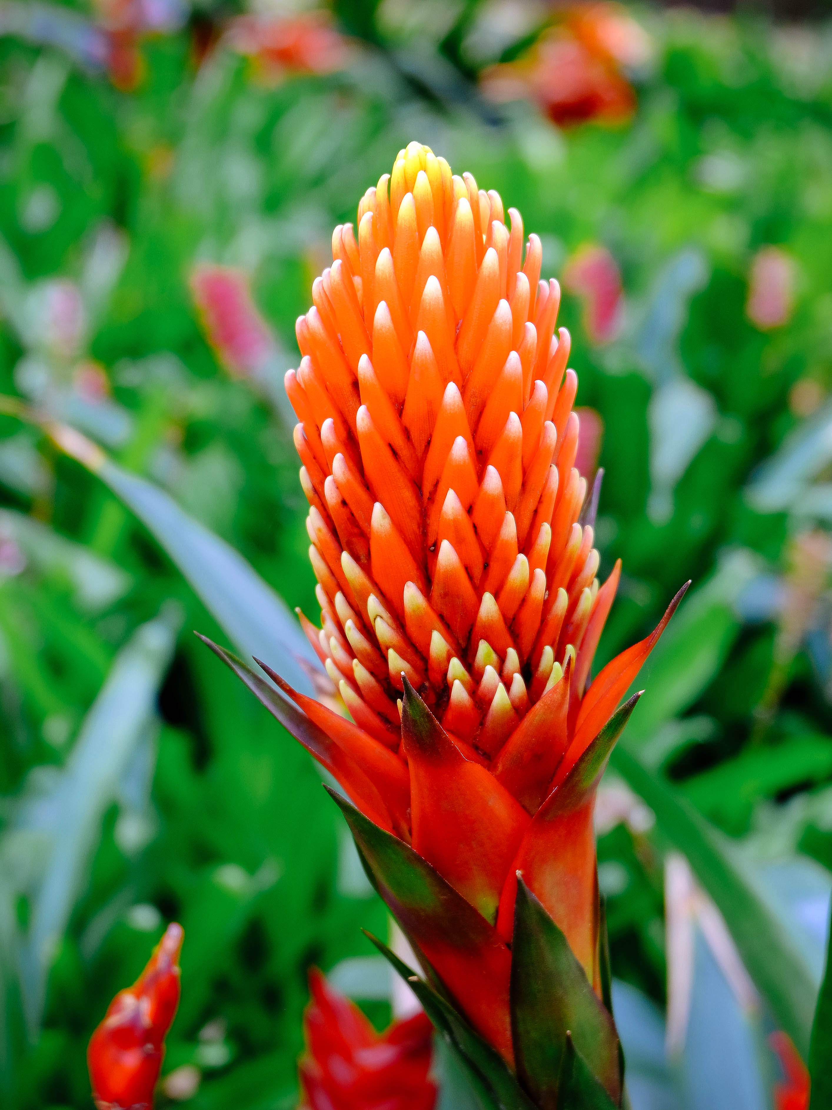 A bright pink, pinecone-like flowerhead on a Guzmania bromeliad plant