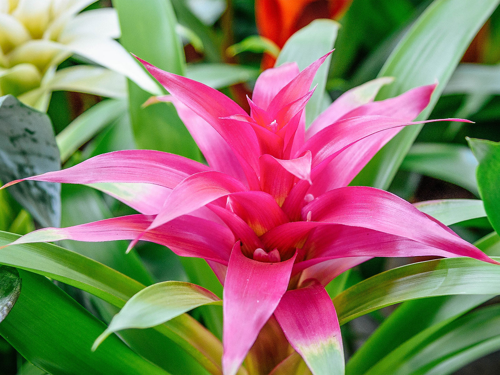 Bright pink flowerhead on a Guzmania bromeliad plant