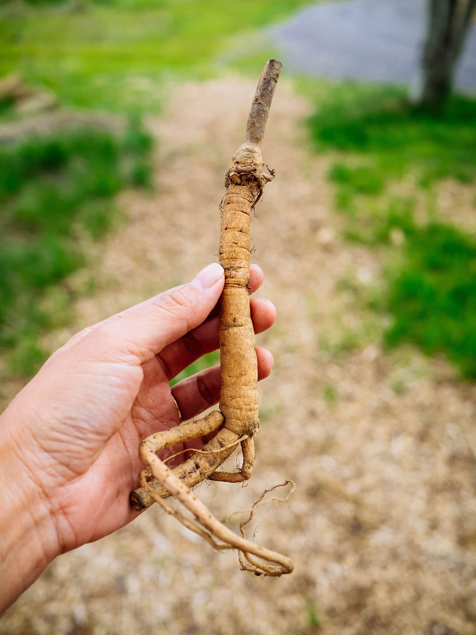 Hand holding up a bare-root hardy hibiscus