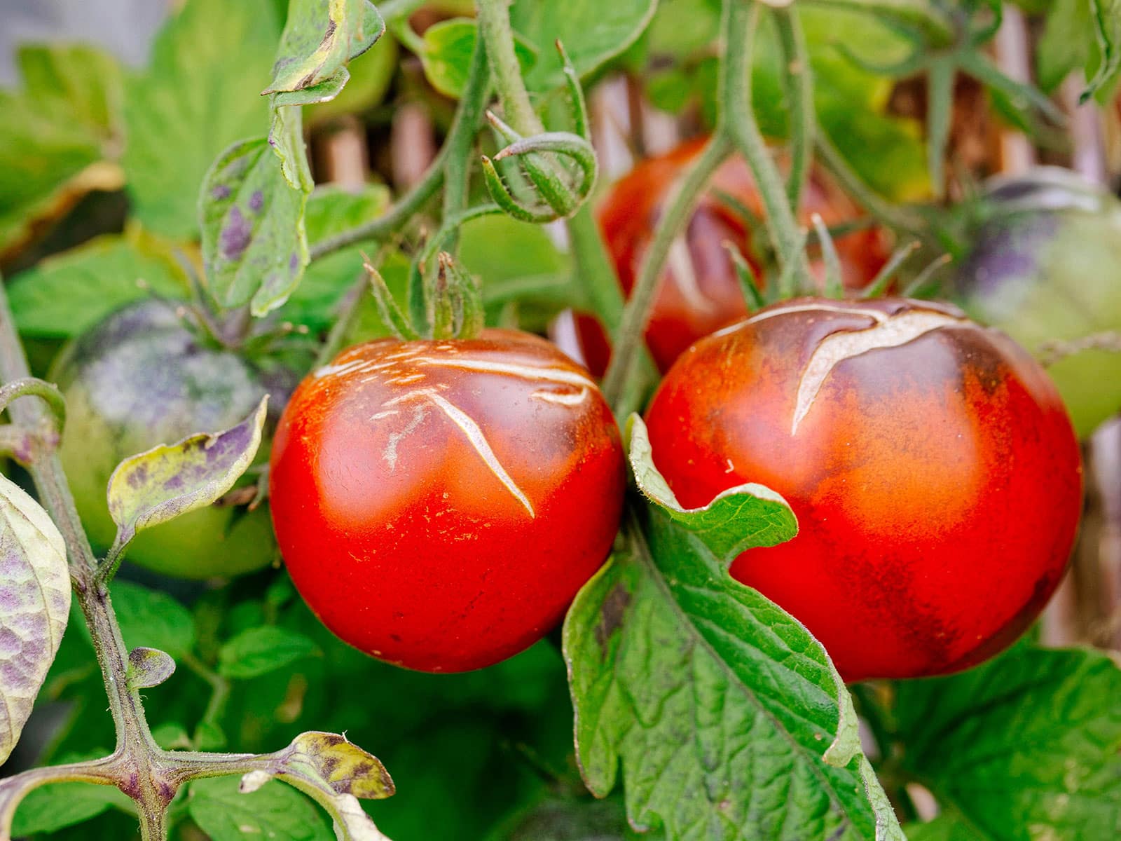 Two red tomatoes on vines with scarred-over splits and cracks in the skin