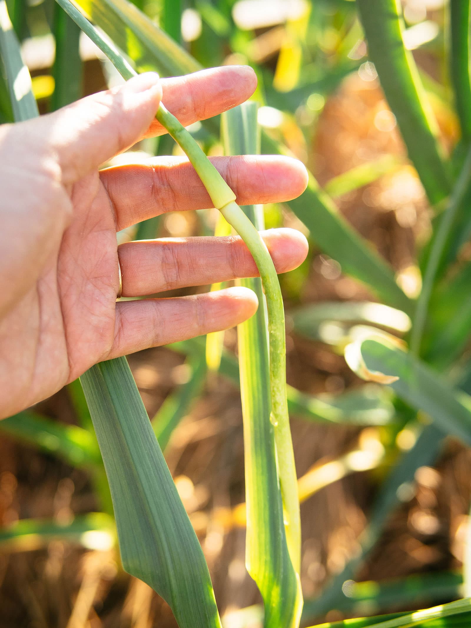 Hand holding the tip (seed pod) of a garlic scape