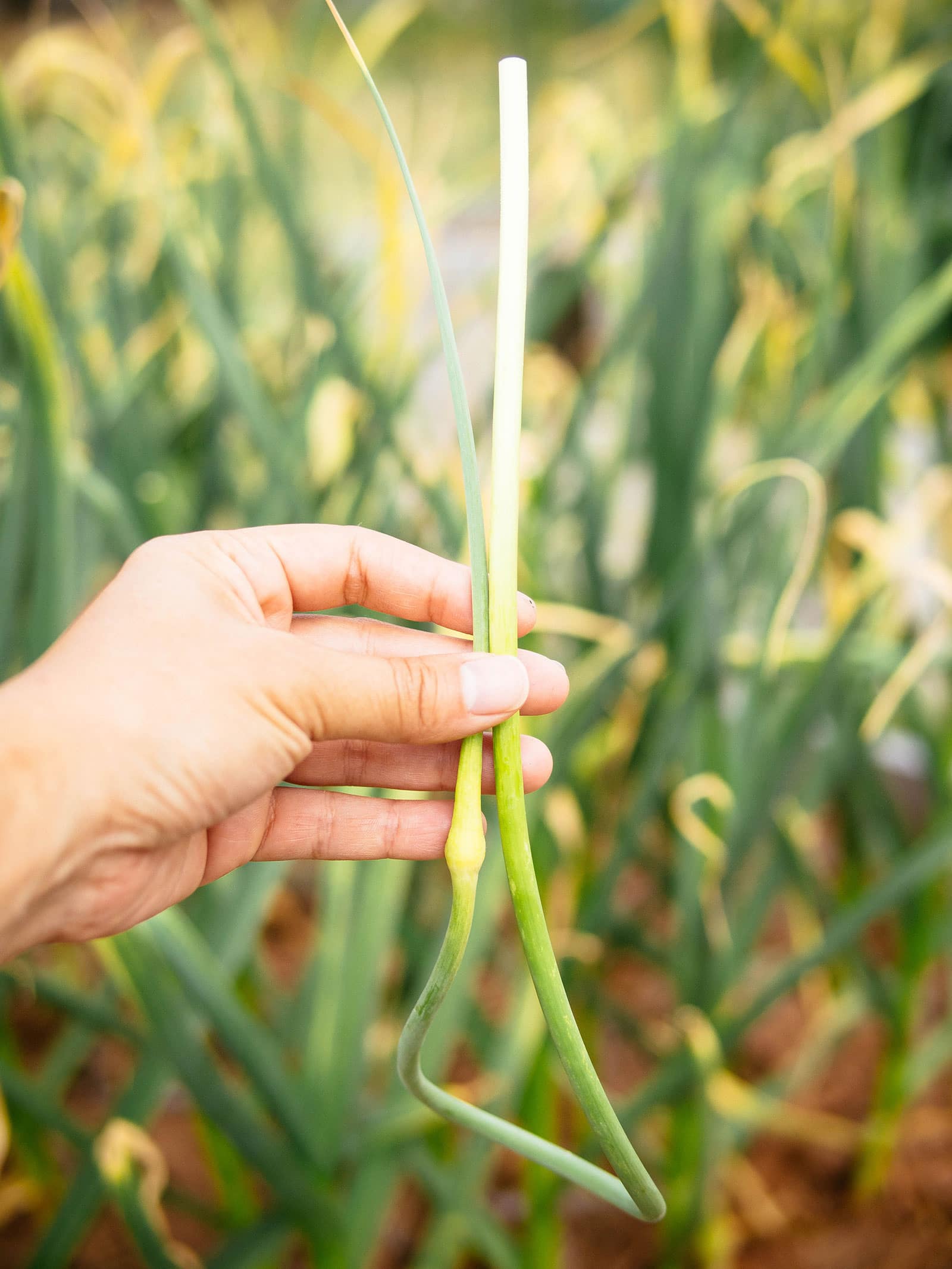 Hand holding a full-length garlic scape with the tender lower portion that's normally cut off