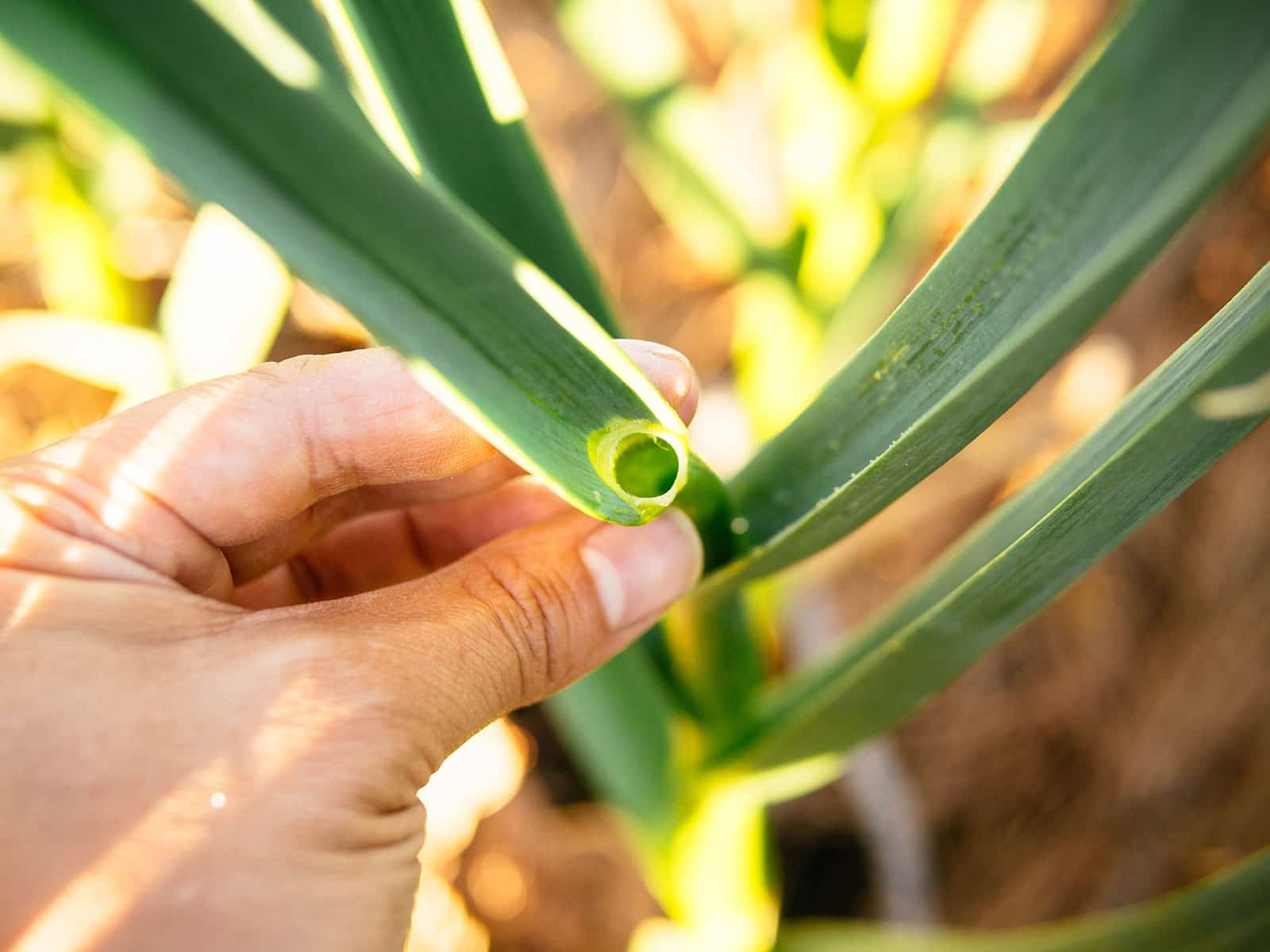 Hand holding a hollow garlic scape stem where it had just been harvested
