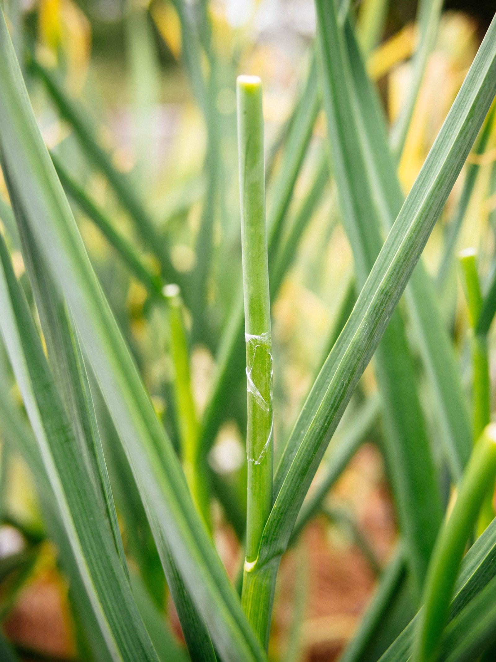A garlic scape that was already harvested but continued growing on the plant