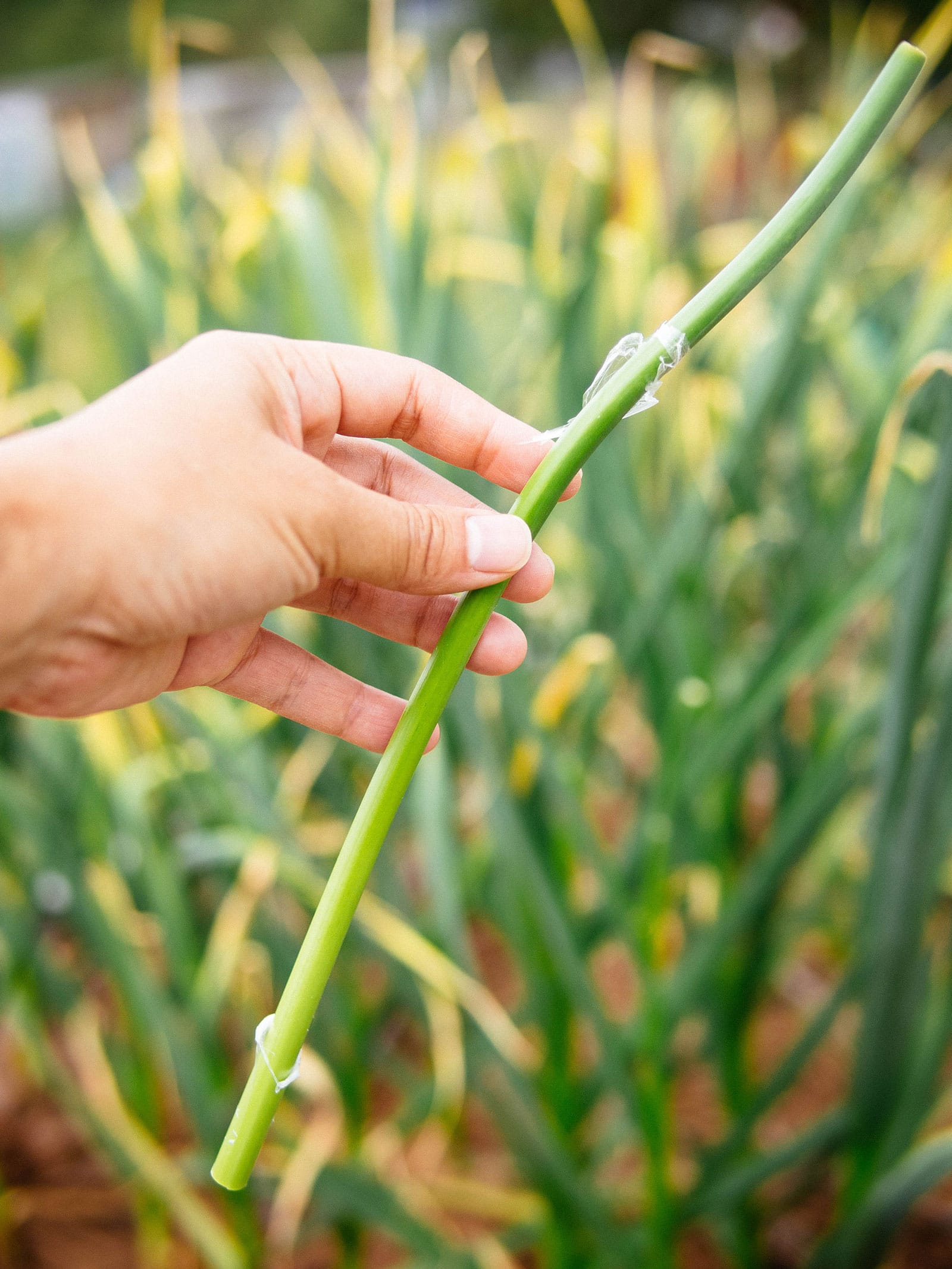 Hand holding a garlic scape that was picked the second time around after it grew some more