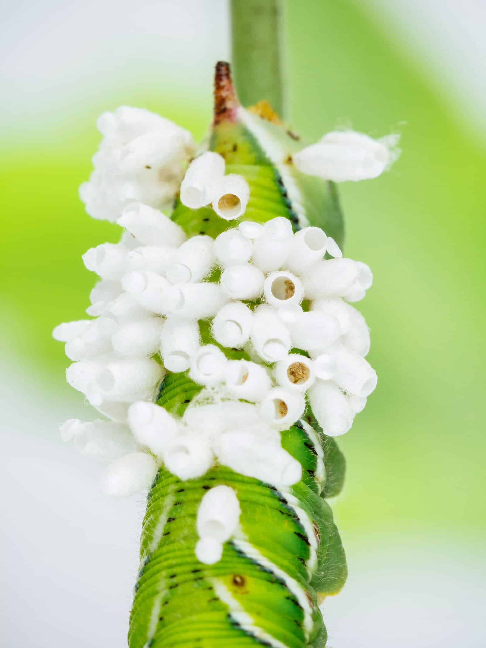 A cluster of empty white cocoons from where new adult braconid wasps just emerged on a hornworm