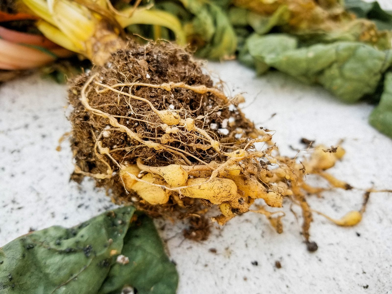 Close-up of a root ball with galls caused by root-knot nematodes