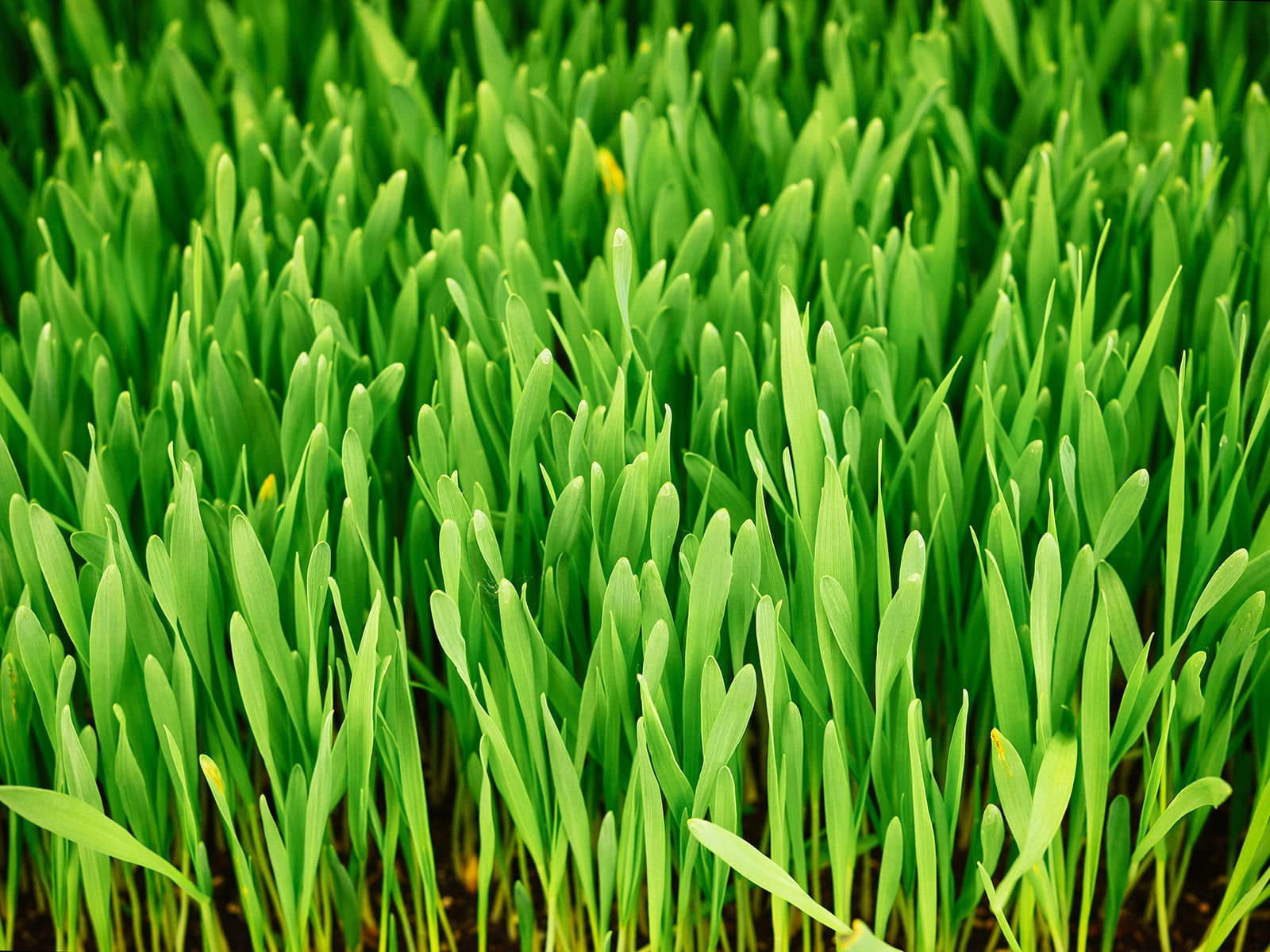 Barley cover crop growing in a garden