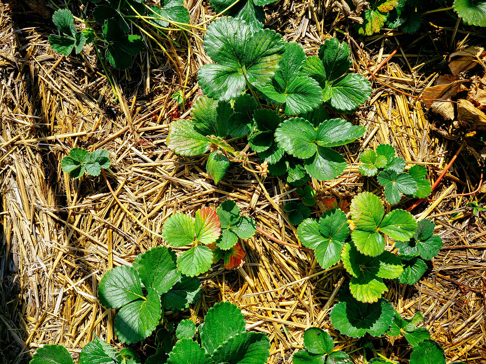 Strawberry bed mulched with straw