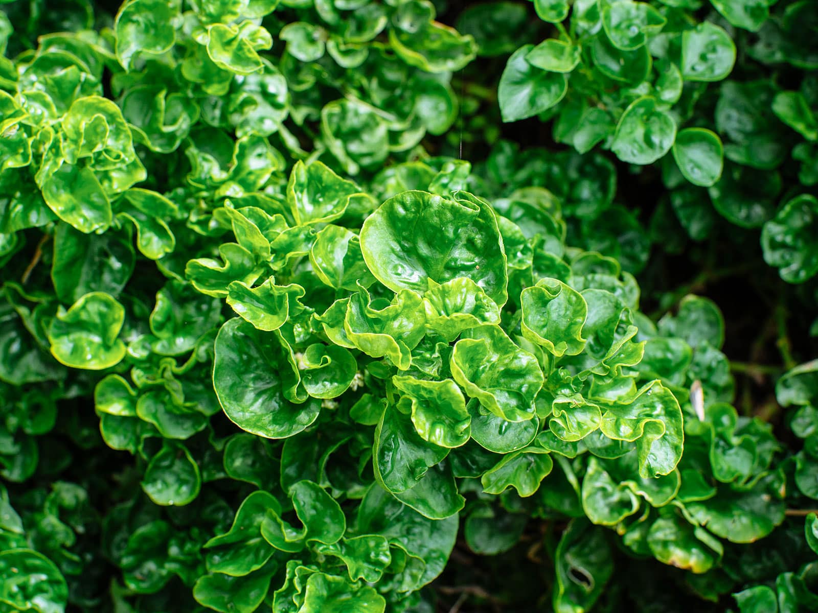 Watercress plants in a garden with water droplets on the leaves