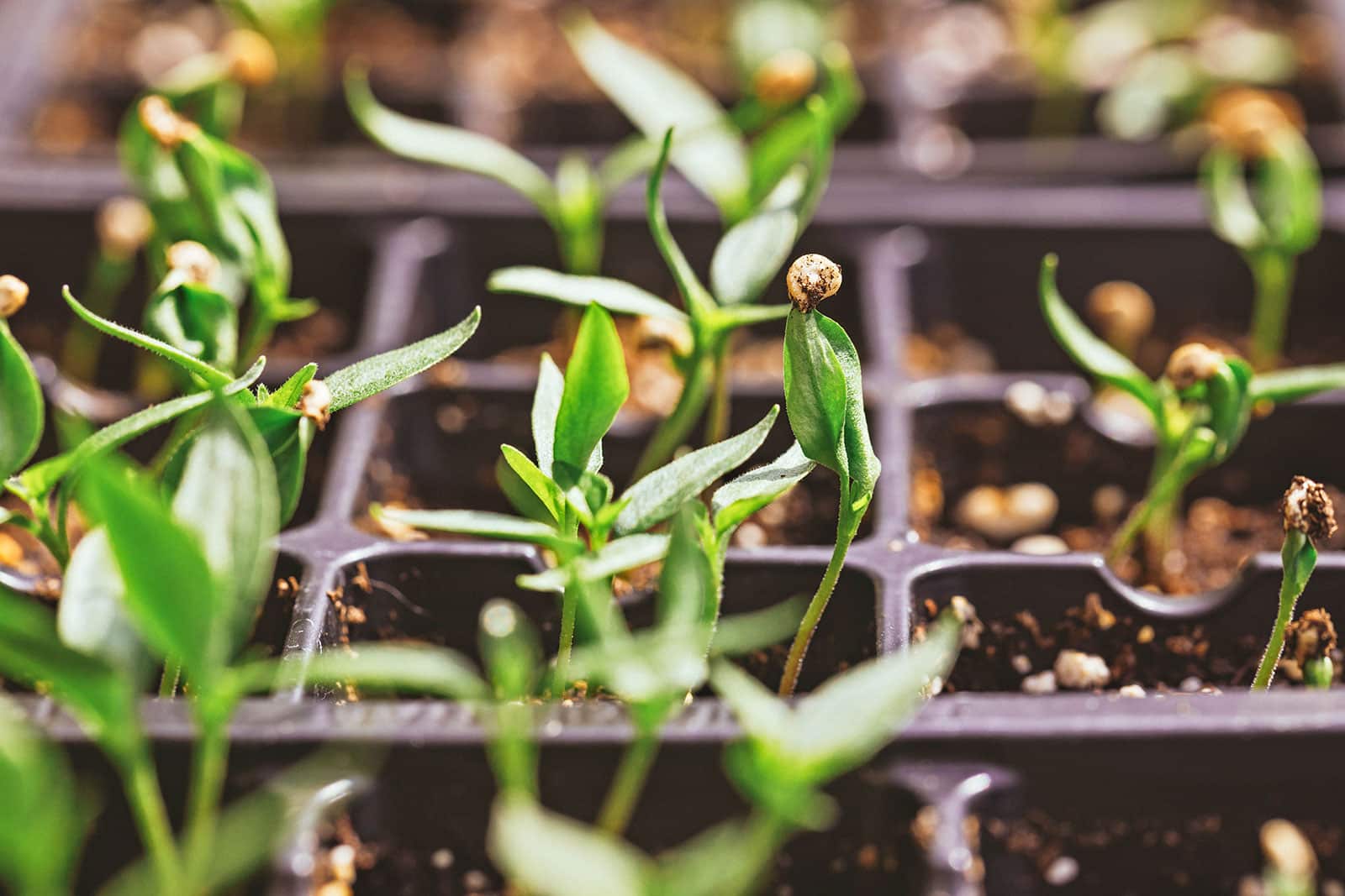 Newly germinated pepper seedlings in a black seed starting tray