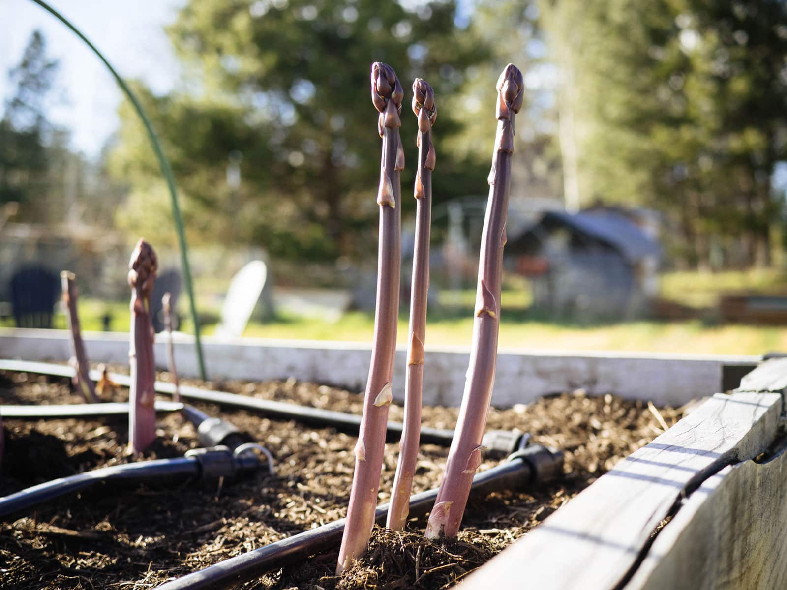 Purple Passion asparagus spears growing tall in spring