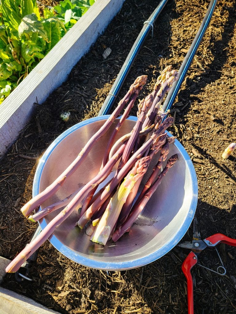 Freshly harvested asparagus placed in a silver bowl in a garden bed