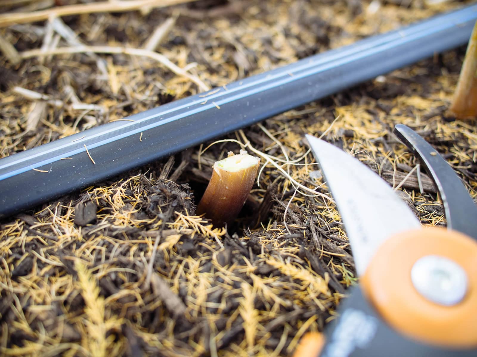 Close-up of a pruner that just cut an asparagus stem at soil level