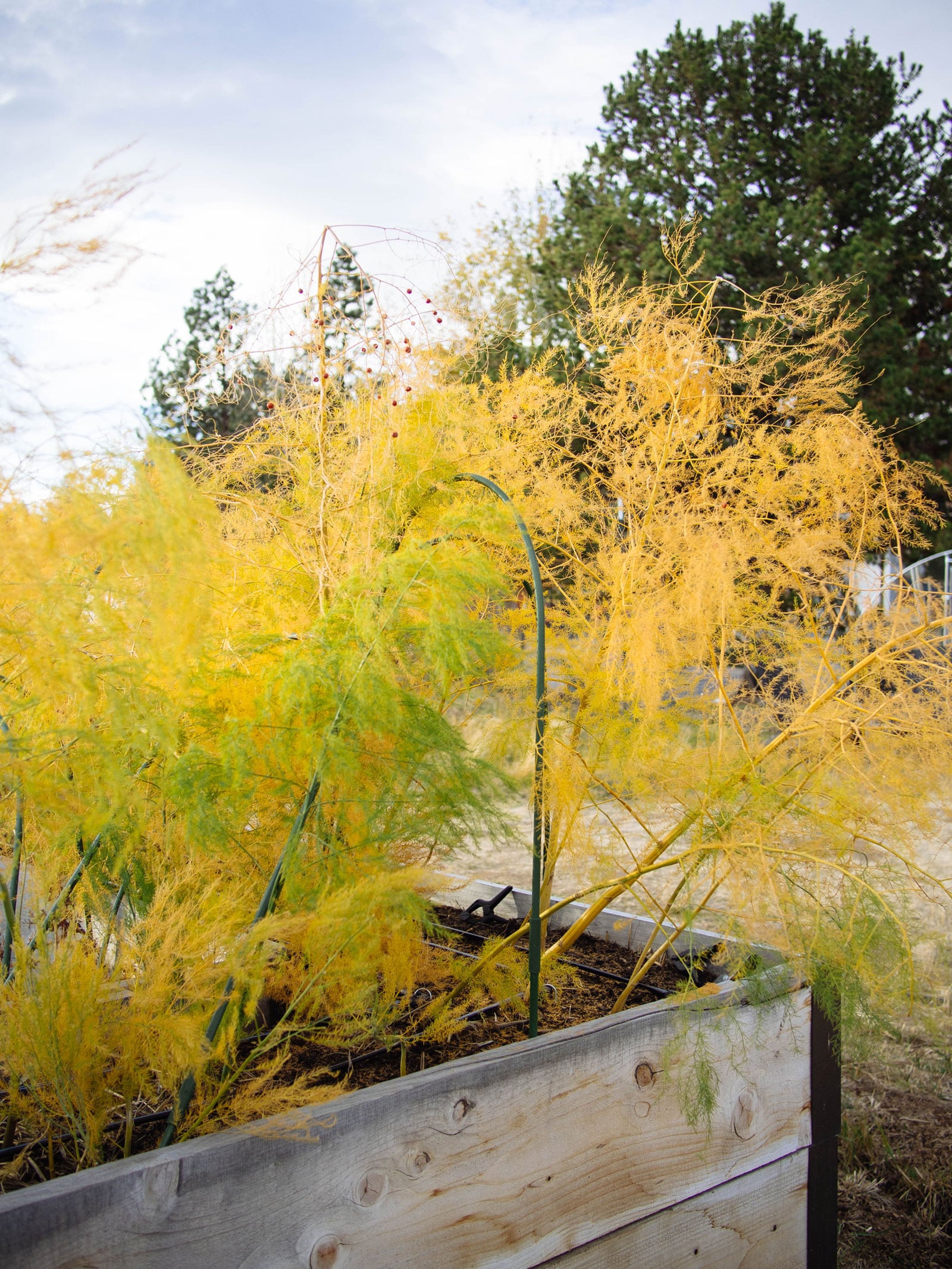Golden asparagus fronds in a raised bed in late summer