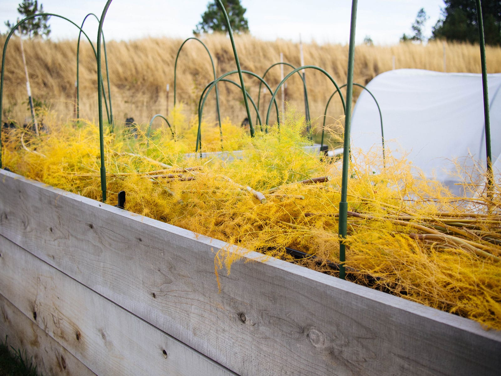 Dried-up asparagus fronds laid on top of a raised bed as mulch for the winter