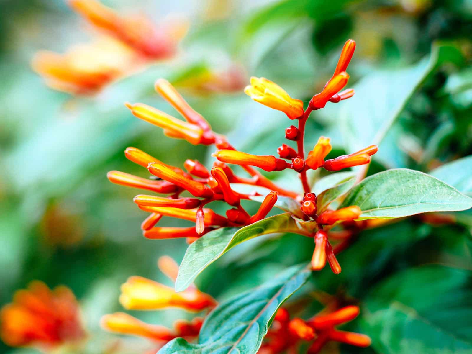 Bright reddish-orange flowers on a firebush, also known as scarlet bush or hummingbird bush (Hamelia)