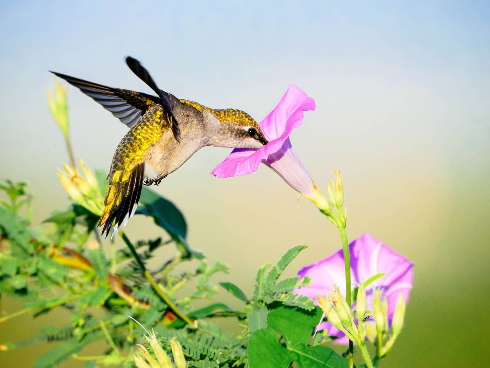 Hummingbird drinking from a lavender flower on a wild morning glory plant, also known as tievine (Ipomoea cordatotriloba)