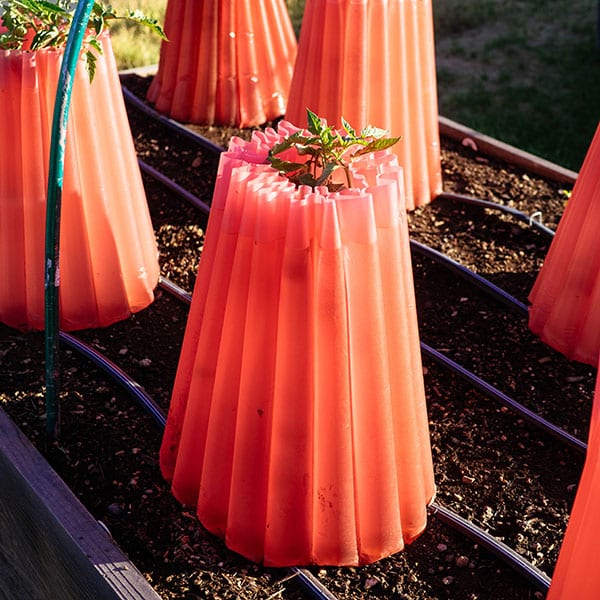 Tomato teepees