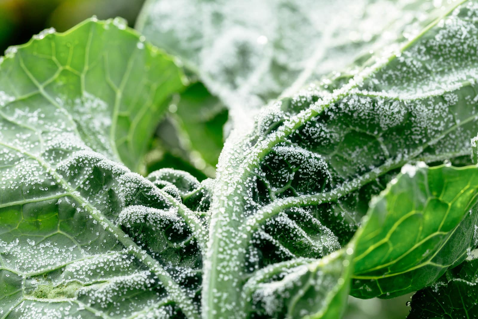 Closeup of green cabbage with frost on its leaves
