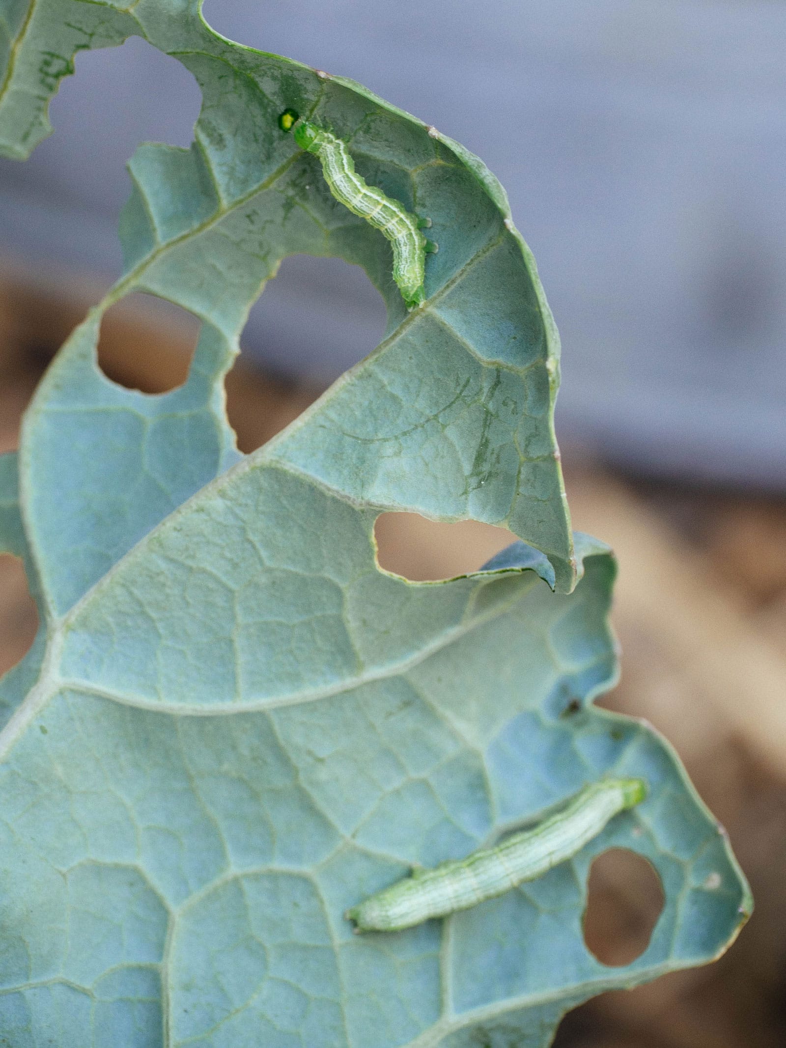 Two cabbage loopers eating a kale leaf