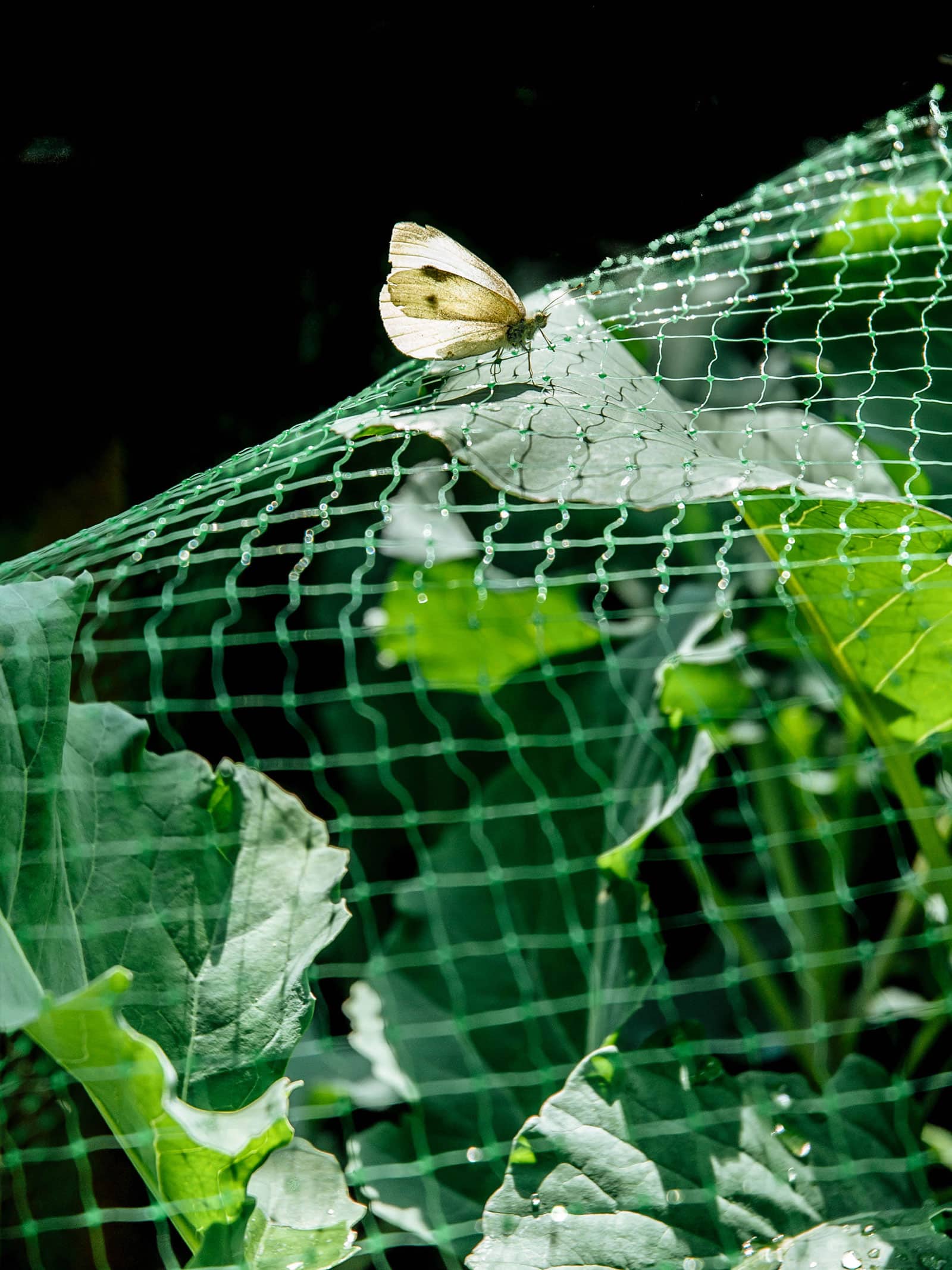 Cabbage white butterfly landing on a green protective netting used to cover a brassica plant in a garden