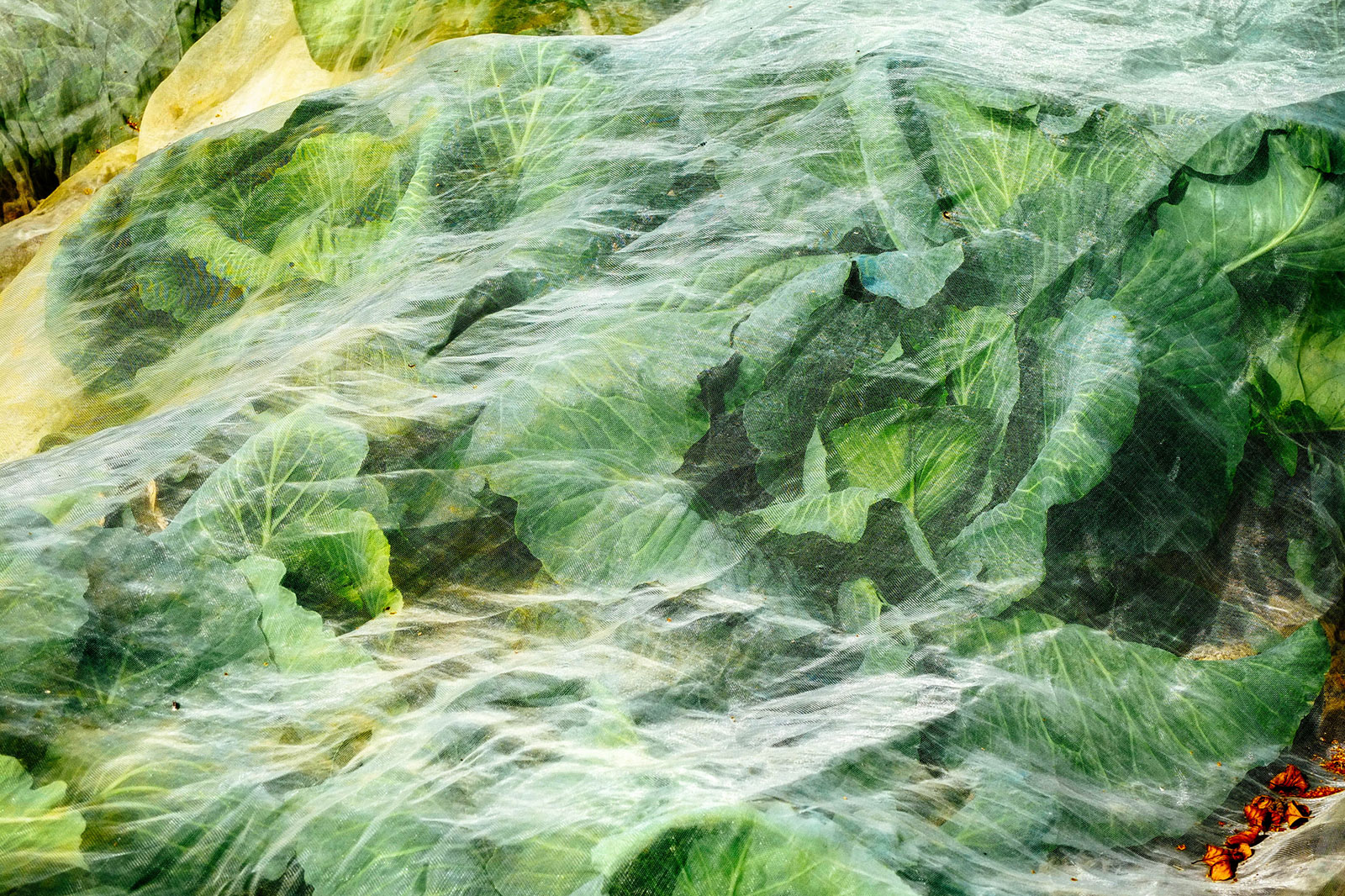 Floating row cover protecting cabbage plants in a garden