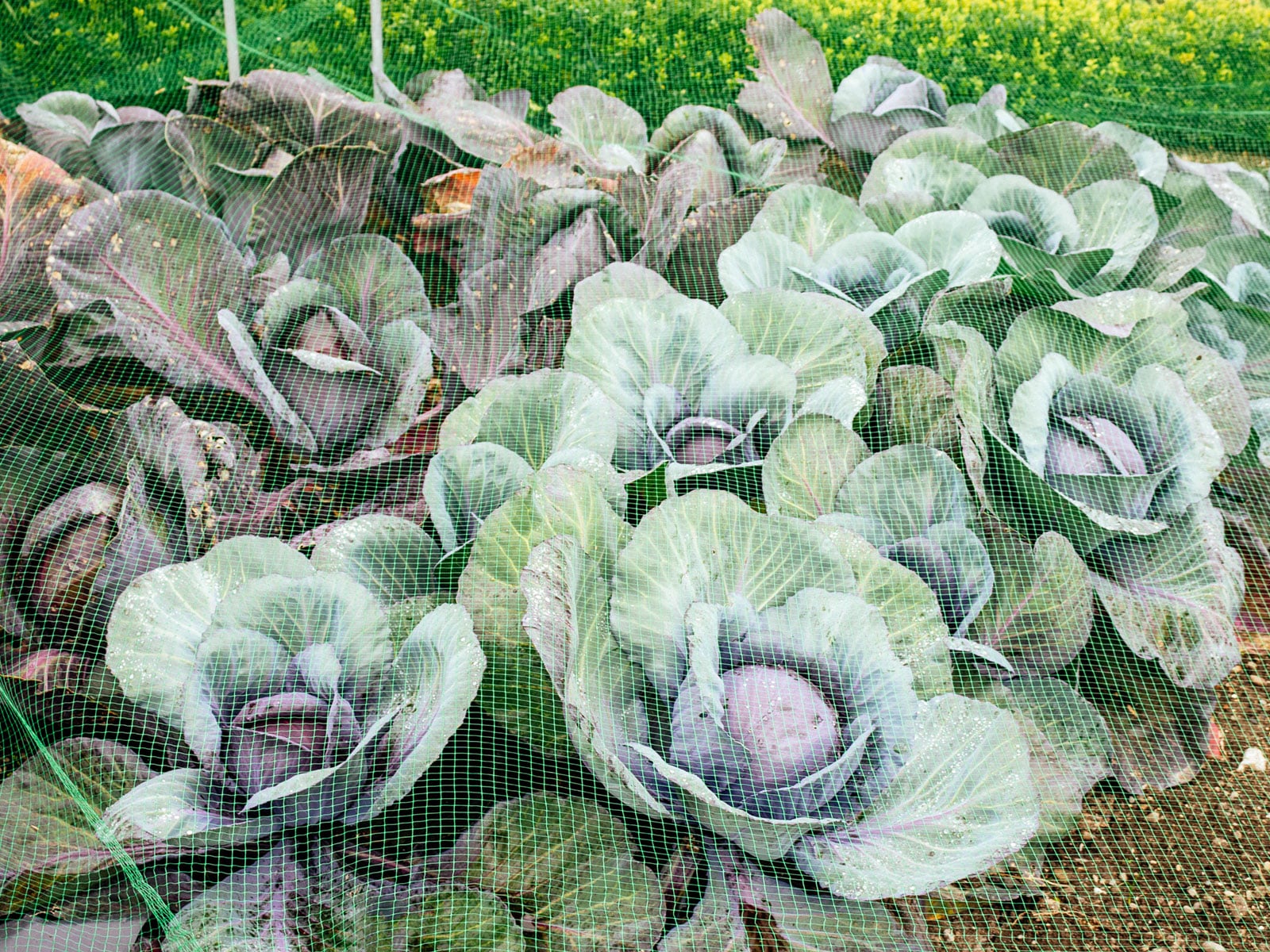 Mature red and green cabbage plants in a garden covered with green netting to protect against pests