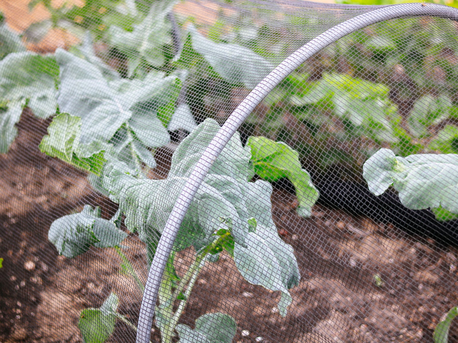 Black netting used as a row cover over metal hoops to protect broccoli crops