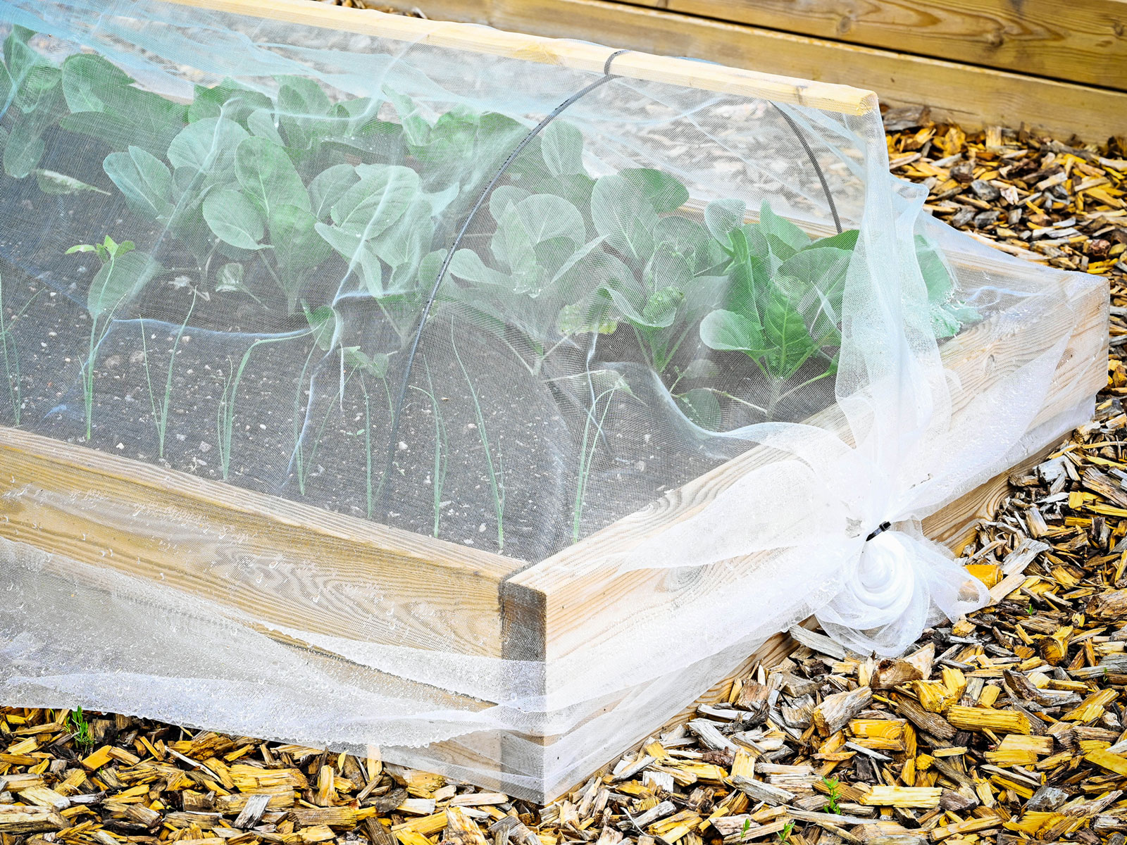 Tulle used as a row cover over thin black hoops to protect cabbage and broccoli seedlings in a garden bed