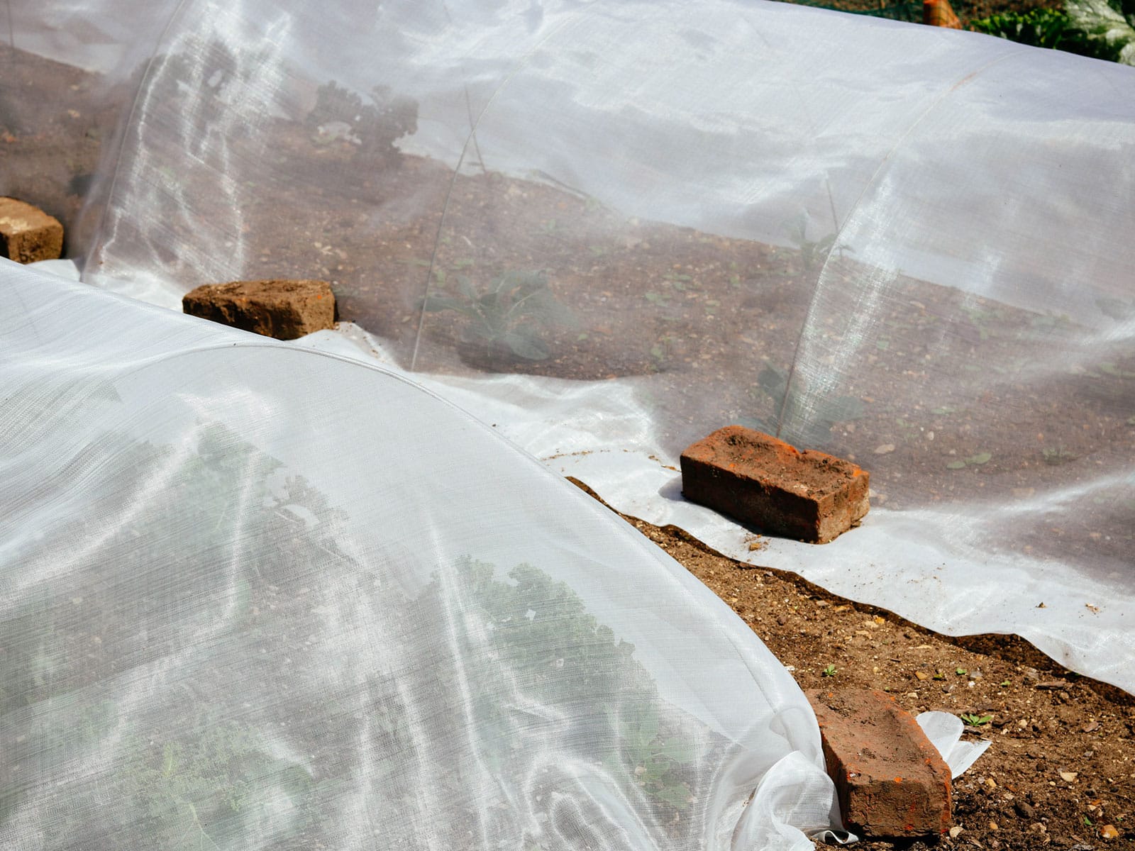 Bricks holding down the edges of organza fabric used as a floating row cover over brassica seedlings