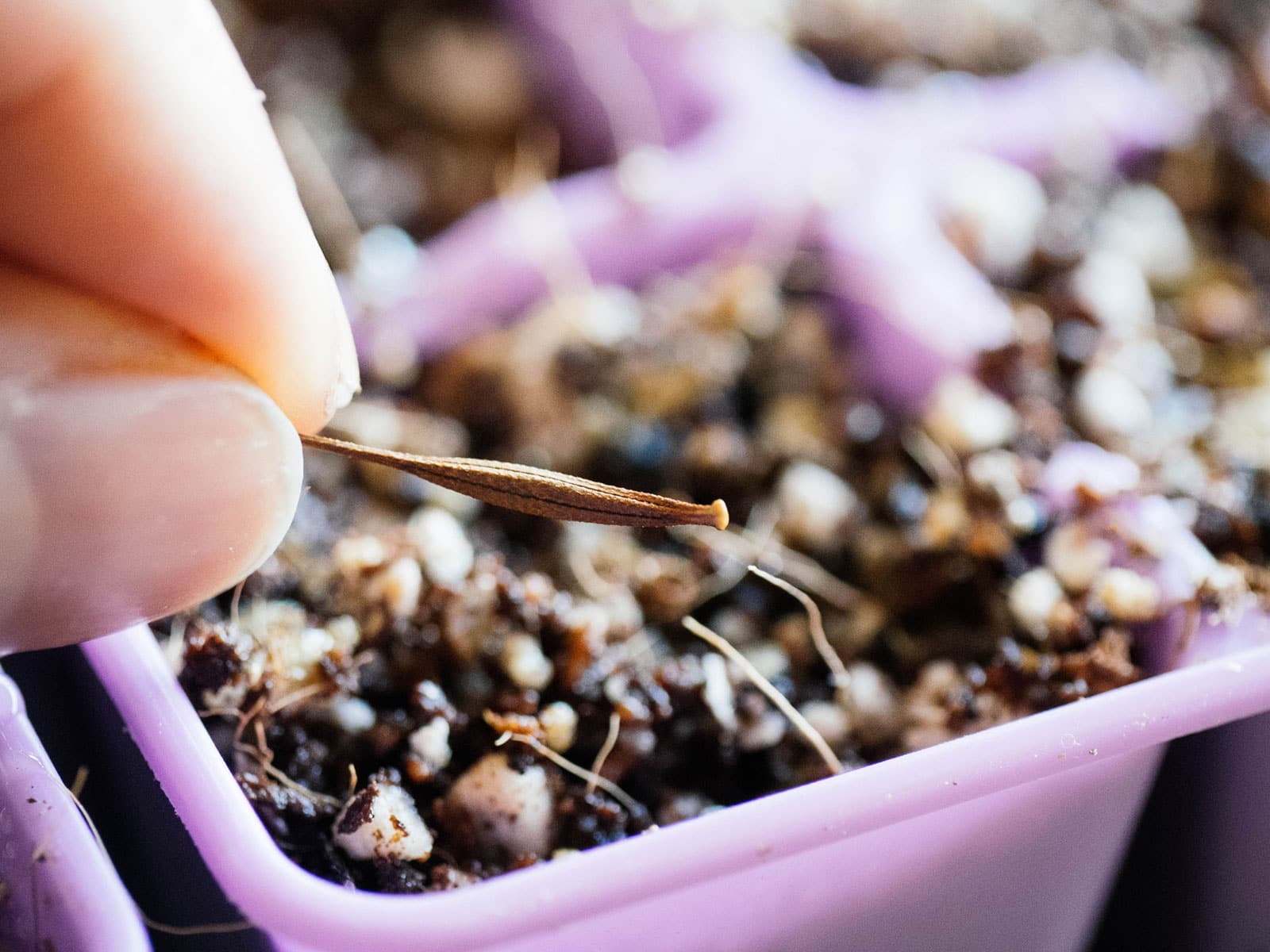 Woman's finger holding a cosmos seed above a purple seed tray