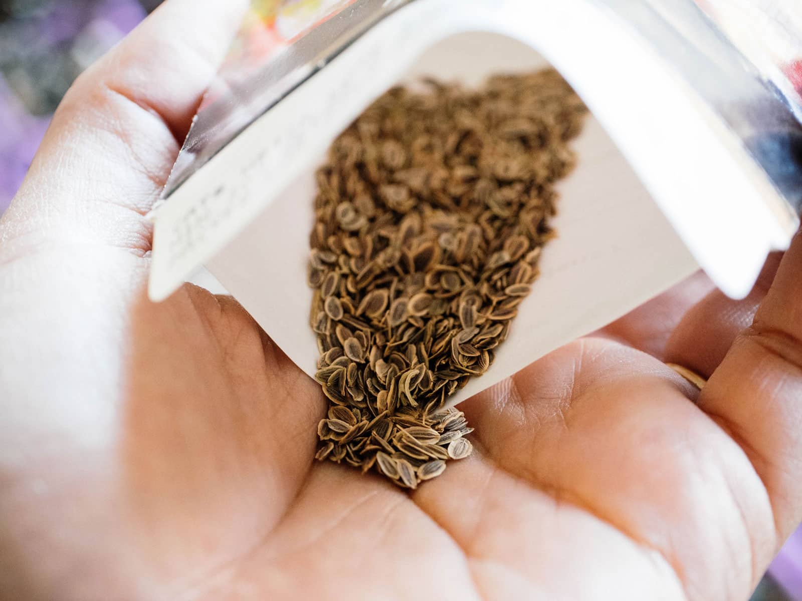 Hand holding a seed packet with dill seeds spilling out onto the palm