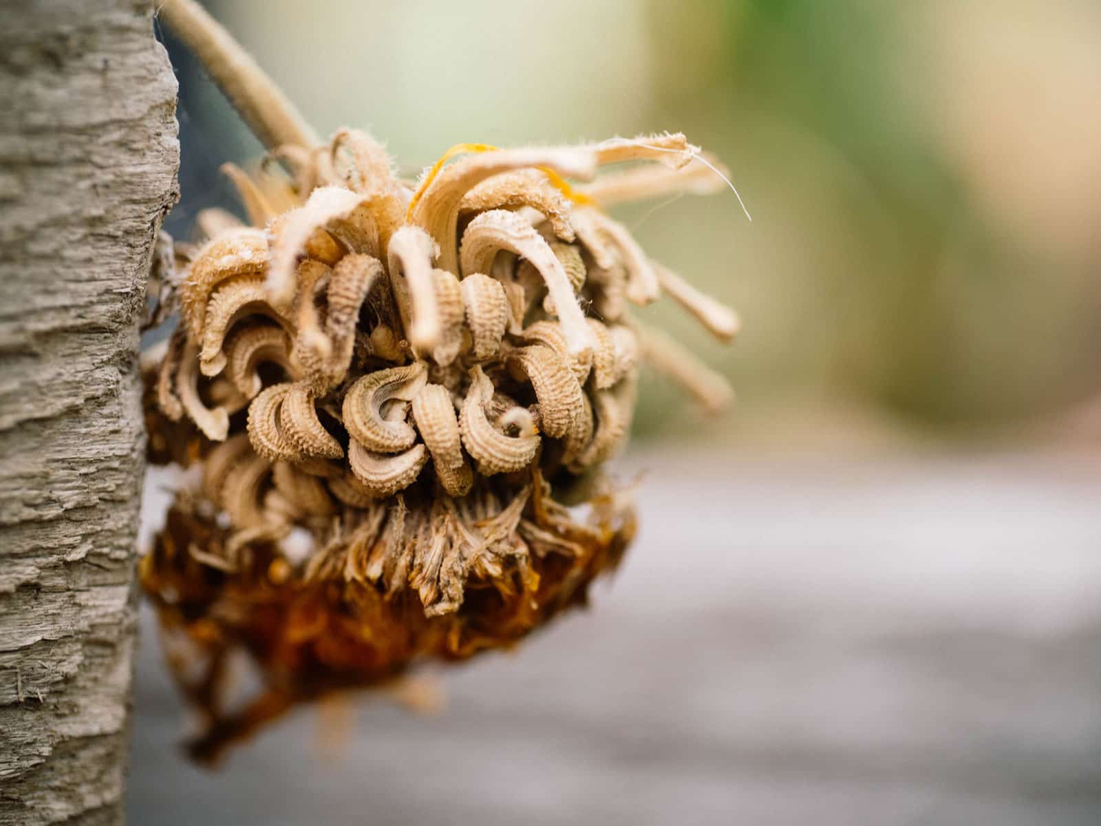 Calendula seeds on a dried flower head in the garden