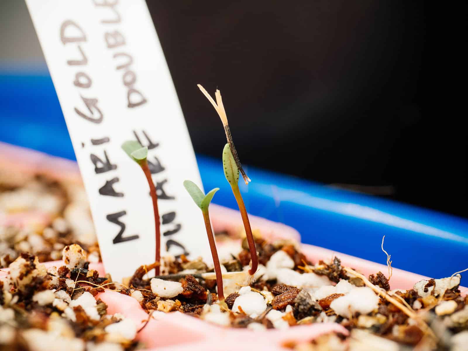 Newly germinated marigold seedlings in a seed tray