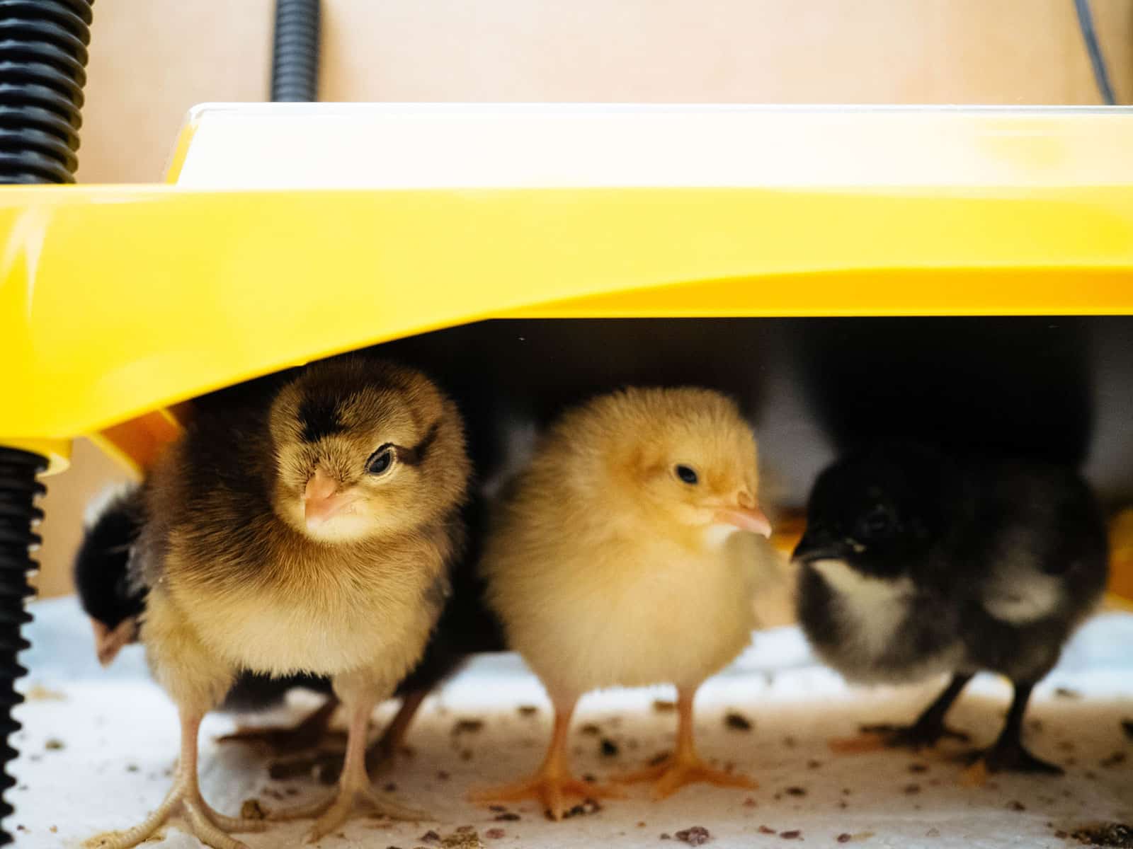 Chicks huddled together under a heat plate in a brooder